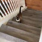 When you realize you’re being followed