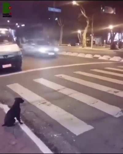 This dog