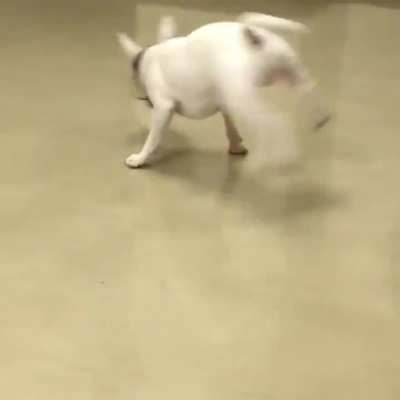 The rare post-elevator circular zoomies.