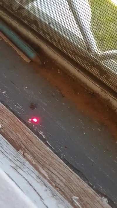 Neko Spider bro