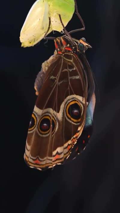 A Morpho butterfly emerging from its chrysalis—the moment one of nature's most brilliant blue wings comes to life