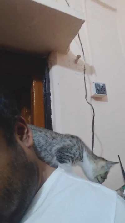 Shoulder ride postponed to night time as hooman is busy trying to get help for vaccination & spaying of momma & siblings. She is blissfully unaware of hoomans struggle & only wants shouder rides.