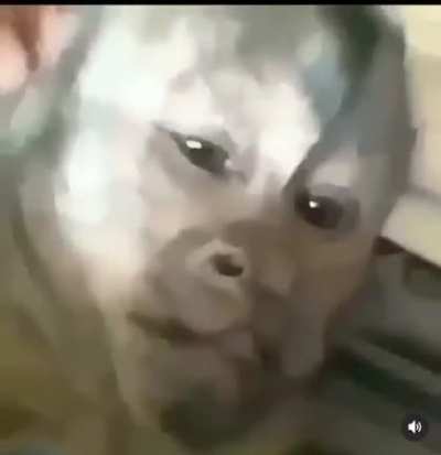 🐒🪤