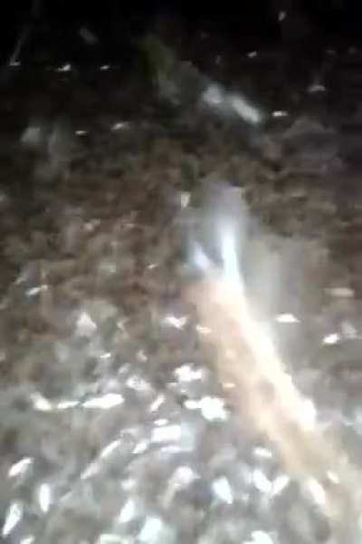 Cursed_termite