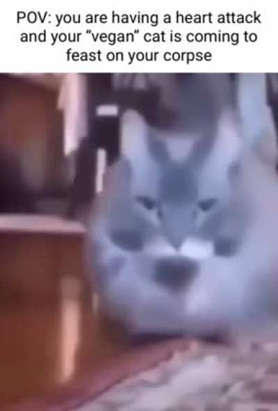 Such a nice cat