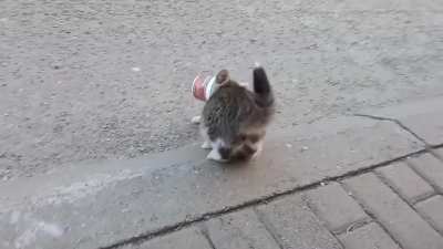 Found this Random kitten on the street.