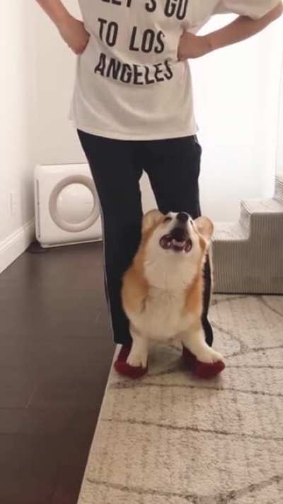 Fofo