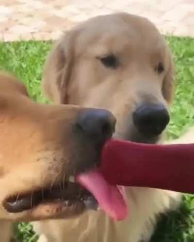 Patient Doggos