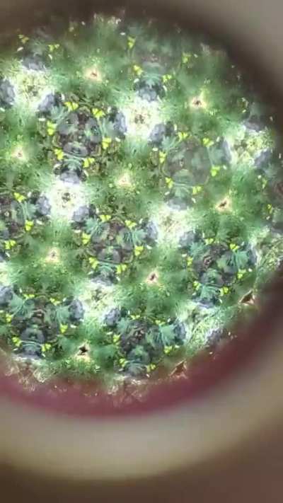 Plant Kaleidoscope
