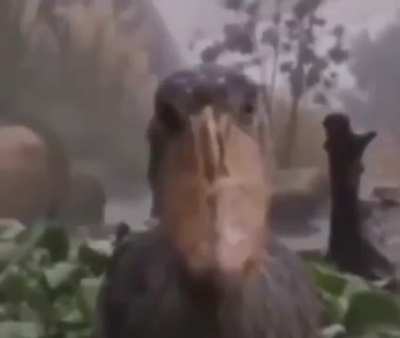 Bird.