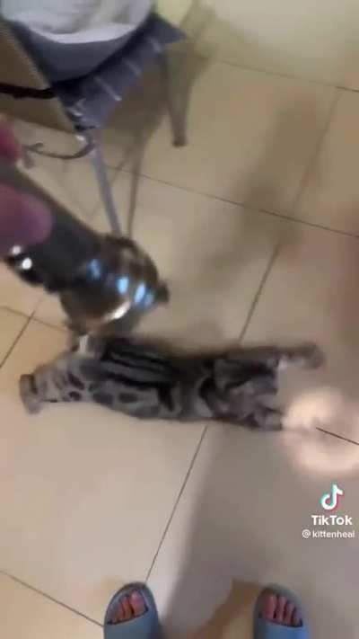 Fofo
