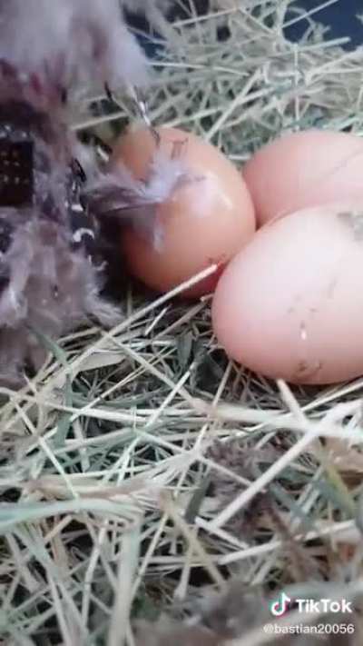 Laying an egg