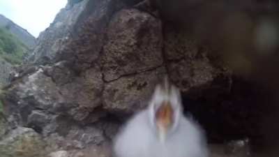 When threatened, Fulmar chicks vomit a stinky, sticky orange oil at the predator. The oil glues feathers to stop flight. When the birds goes to water to rinse the oil in water, it loses buoyancy and drowns