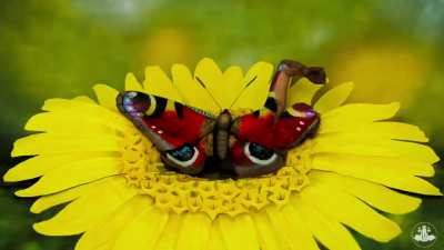 Nature is something incredible.
