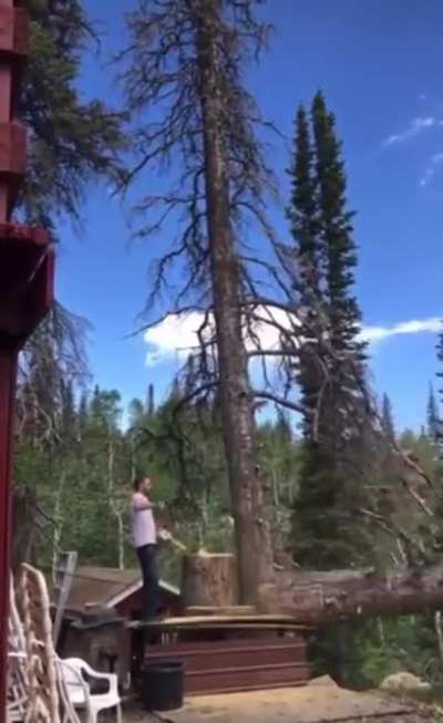 Pro Top: when cutting tree, run in opposite direction