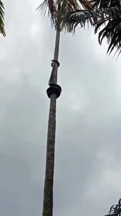 Just a snake climbing a tree.