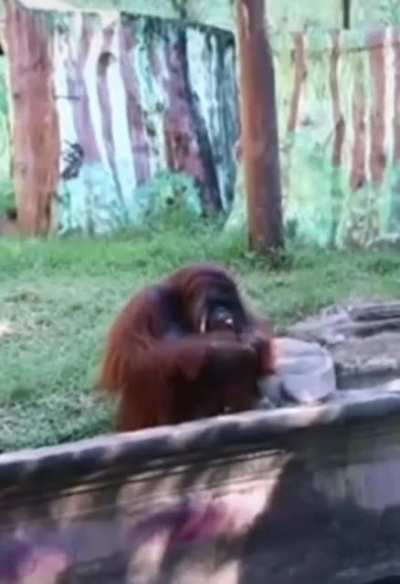orangutan wants banan