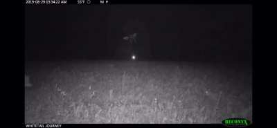 Bobcat jumps on coyote (coyote is perfectly fine)