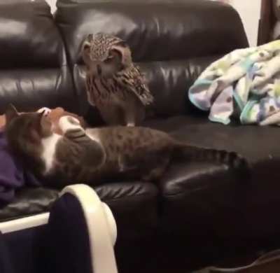 Move. Move? MOVE!