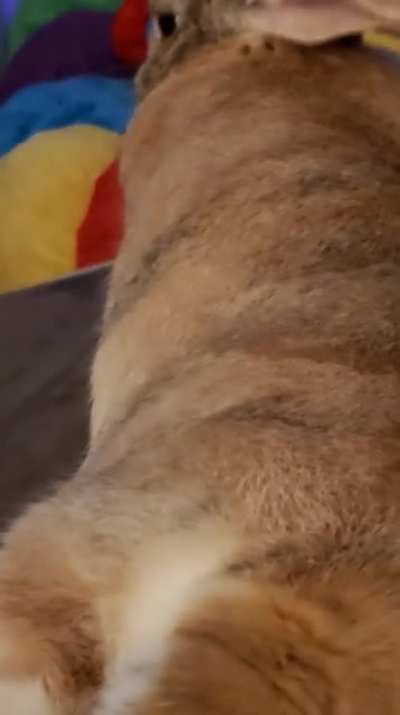 When Totoro's tail looks oddly familiar....
