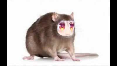 Noided Peko