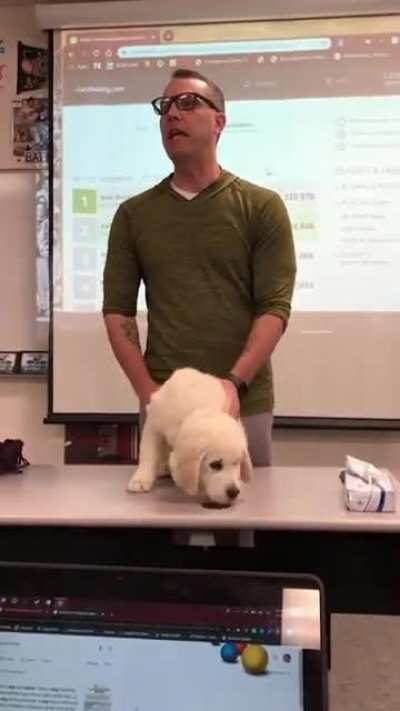 Poor dog never stood a chance.
