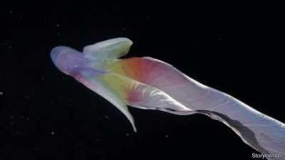🔥 Blanket Octopus! Males are a walnut and females are 6 feet!
