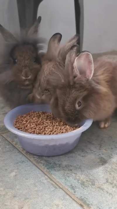 Monch monch