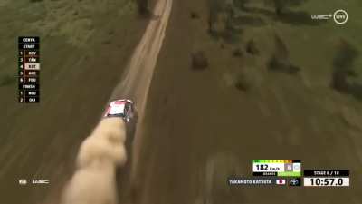 Following a WRC car going up to 193kmh (119mph) in Kenya Safari