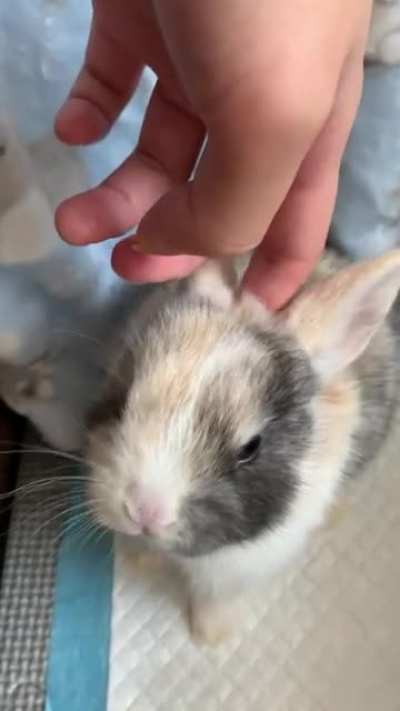 Chirping baby bun?