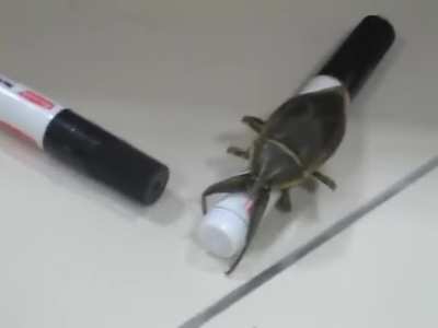 Large Insect