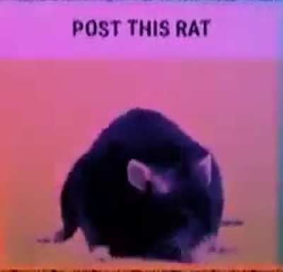 Post this rat