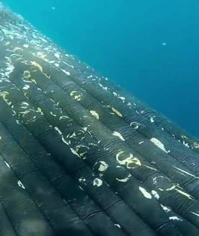 🔥 Close encounter with Whale