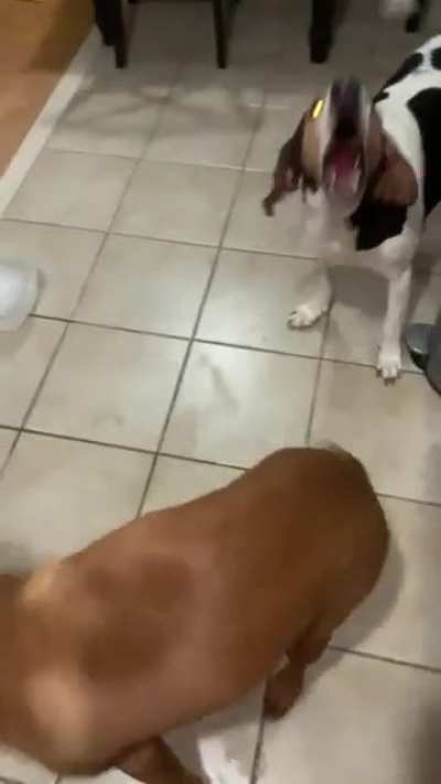 Give us the flood too!!!!