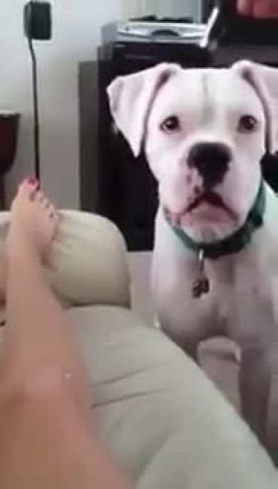 Playing with a laser with your dog