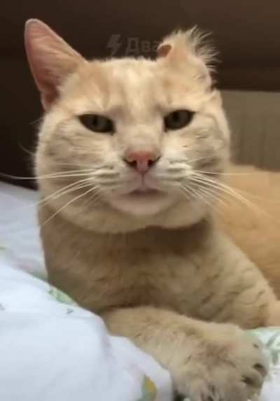 Сто семна<wbr>дцать<wbr>.