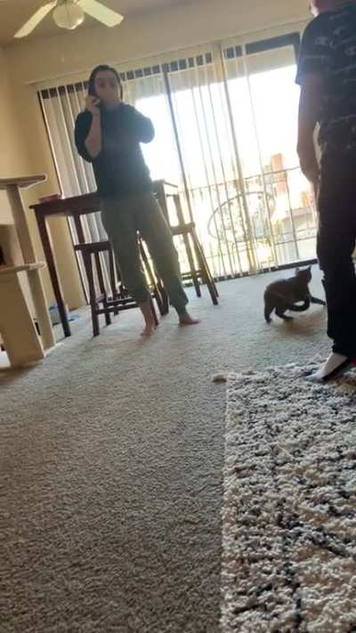 My 21 year old sisters kitten senna, scales the walls!