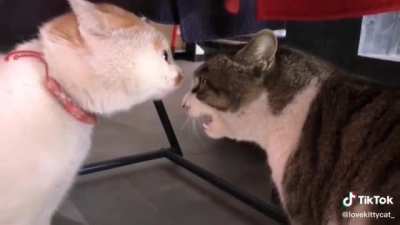 Pawsidential Debate 🐾