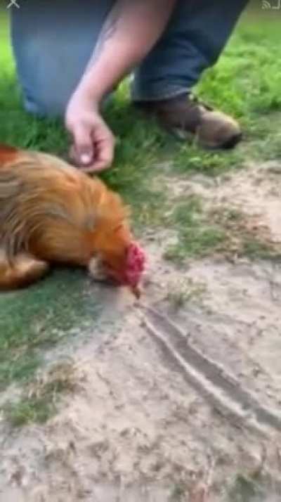 How to hypnotize a rooster.