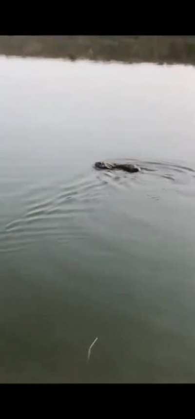 Raw footage of when bun meets agua