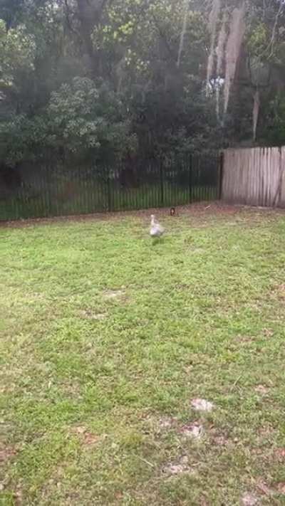 My back yard today