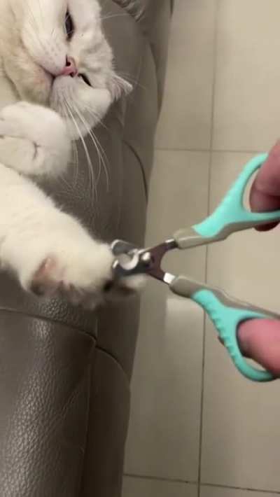 Such a good kitty!