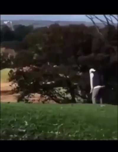 Just a day on the green