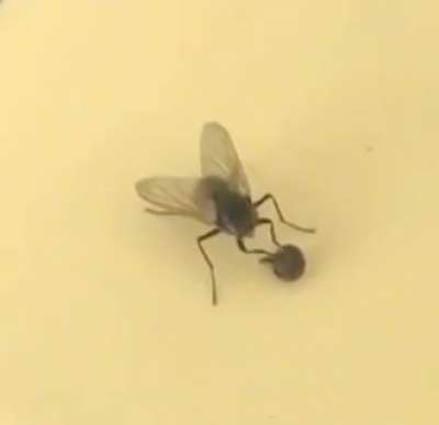 This fly removing its own head without noticing
