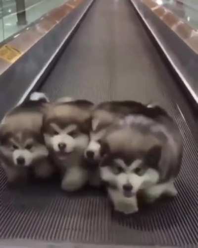 When nobody is fighting in Roll Out