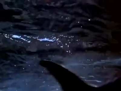 Flipper’s new trick