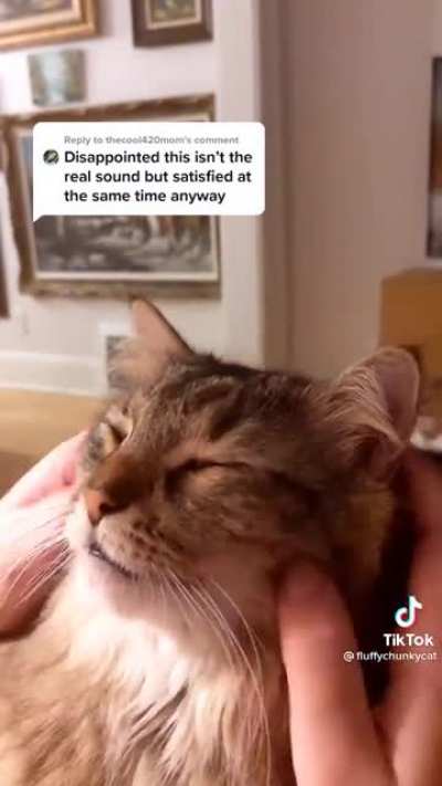 A moment of cat ASMR