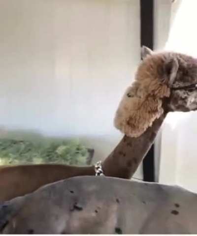 Клёвые альпаки