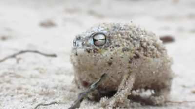 The terrifying war cry of the desert rain frog