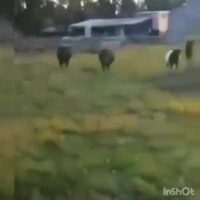 Somente um vídeo para lhe fazer feliz
